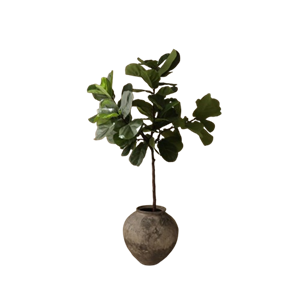 Botané Fiddle Leaf Fig Stems Grön