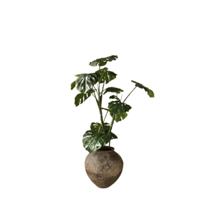 Botanisk Monstera Växt Grön