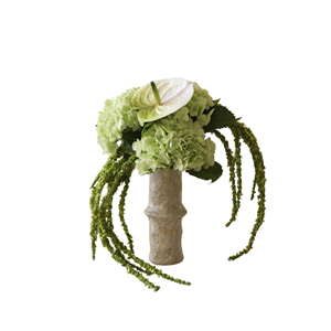 Botané Daggdroppe Symfonibukett Grön/ Vit